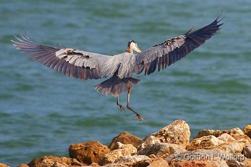 Heron Landing_34204.jpg - Great Blue Heron (Ardea herodias) beside Matagorda Bay.Photographed along the Gulf coast near Port Lavaca, Texas, USA. 